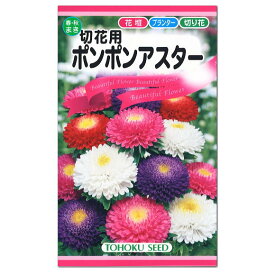 トーホク 切花用ポンポンアスター 種 一年草 花壇 プランター 切花 たね ガーデニング