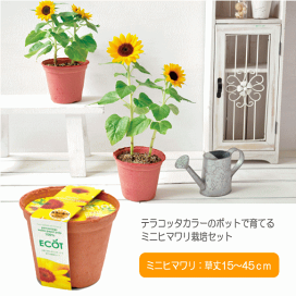 ＊ひまわり＊ ポット発送❤️セール❤️83 【コロコロ手毬咲き 】 楽天市場】かわいさ満開！ミニヒマワリ栽培セット ハートポット