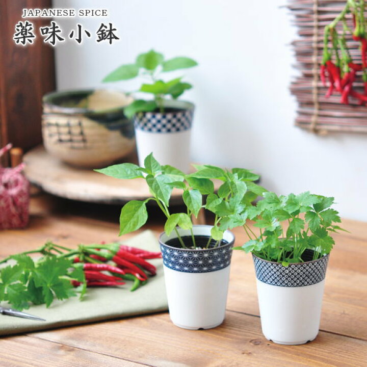 楽天市場 染付小紋薬味小鉢 染付小紋小鉢で育てる野菜栽培キット 選べる３種類 しそ 唐辛子 みつ葉 インテリアグリーン おしゃれ かわいい ヤクミ 栽培セット ガーデニング 和風 家庭菜園 ガーデニングと雑貨の菜園ライフ