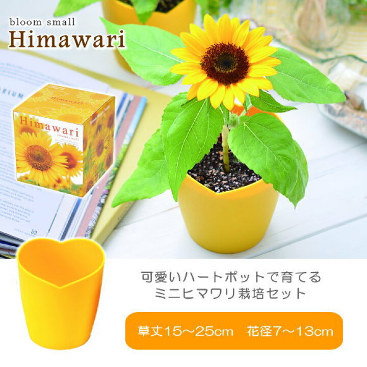 楽天市場 かわいさ満開 ミニヒマワリ栽培セット ハートポット付 753 インテリア おしゃれ かわいい ガーデニング ひまわり栽培キット 父の日 ガーデニングと雑貨の菜園ライフ