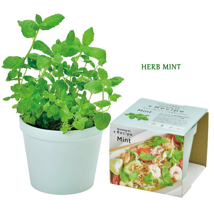 栽培キット Fresh Herb フレッシュハーブ 栽培セット 植物 グリーン ハーブ 野菜 ミント イタリアンパセリ バジル かわいい