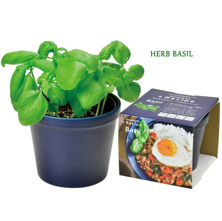 栽培キット Fresh イタリアンパセリ グリーン ミント フレッシュハーブ ハーブ 即納 植物 栽培セット Herb 野菜