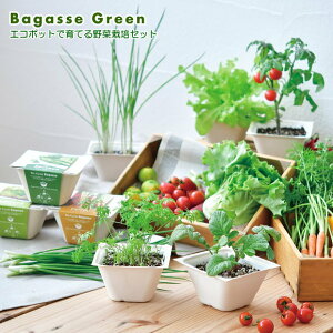 エコポットで育てる野菜栽培セット Bagasse Green バガスグリーン かわいい 野菜栽培セット お家で育てる 家庭菜園