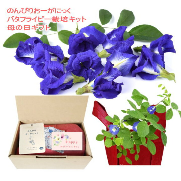 楽天市場 のんびり おーがにっく バタフライピー栽培キット おしゃれ かわいい 栽培キット ガーデニング 家庭菜園 ガーデニングと雑貨の菜園ライフ