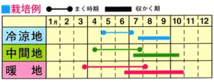 楽天市場 トーホク おいしい枝豆 種 生産地 北海道 えだまめ 家庭菜園 プランター栽培 エダマメのタネ たね 種子 夏野菜 ガーデニングと雑貨の菜園ライフ