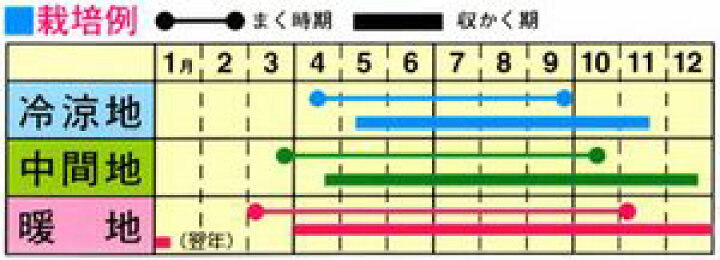 楽天市場 トーホク キスミーはつか大根 種 プランター栽培もおすすめ 日 30日で収穫 家庭菜園 二十日大根 ハツカダイコンのタネ 野菜 たね 種子 ガーデニングと雑貨の菜園ライフ