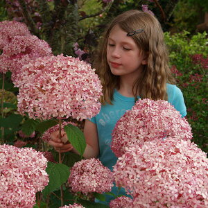 アジサイ 苗の人気商品 通販 価格比較 価格 Com