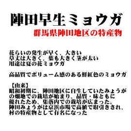 【ミョウガ】陣田早生みょうが種苗約300g【充填時】【店長おすすめ】【お届け中】