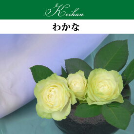 楽天市場 わかな バラの通販