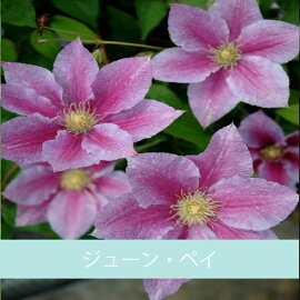 クレマチス【苗】パテンスジューン・ペイピンク系