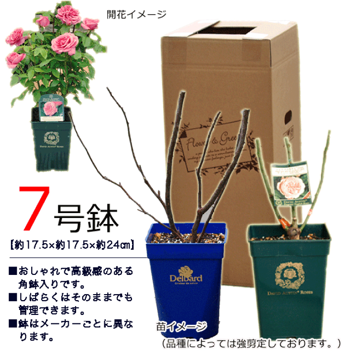 ボスコベル8号鉢【イングリッシュローズ】 ボスコベル〜濃いピンクの廃盤イングリッシュローズの一番花から
