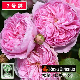 バラ苗 ロサオリエンティス 楼蘭（ロウラン） 大苗 7号鉢 ピンク系 F 薔薇苗 ばら苗 バラ 苗 鉢植え【送料無料 北海道沖縄発送不可】 【期日指定不可】【バラ3鉢で1000円引き】【★お買い物マラソン！】