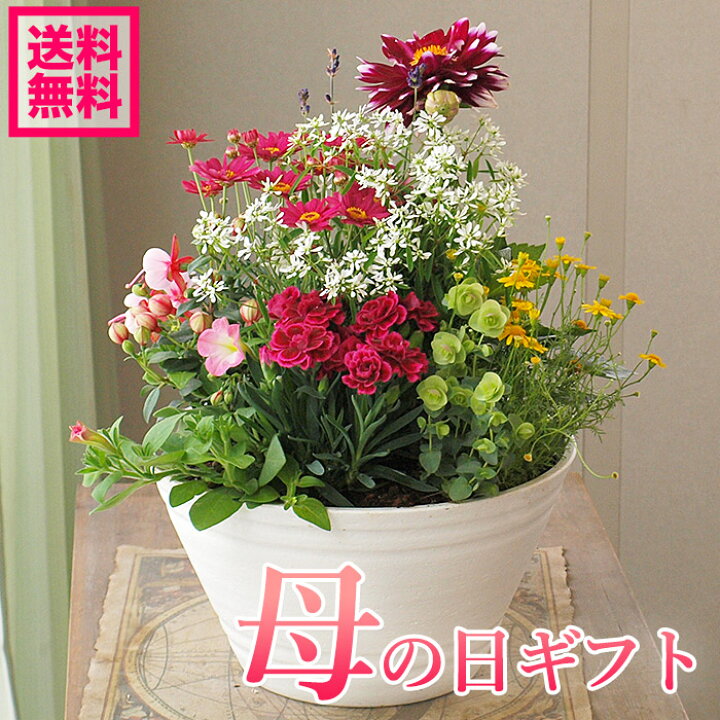 楽天市場】【予約受付中】母の日 プレゼント 寄植え 寄せ植え 母の日 