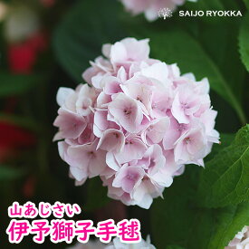 【落葉中】【紫陽花】自分用アジサイ 鉢花 ヤマアジサイ あじさい 山紫陽花 伊予獅子てまり ししてまり イヨシシテマリ 5号【★お買い物マラソン！】