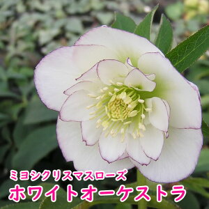 yԕczNX}X[Y c ~V zCgI[PXgNc All璆