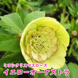 yԕczNX}X[Y c ~VCG[I[PXgNc All璆