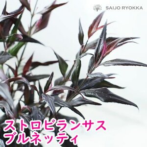 XgreX ulbeB[ c p[vuȆfGȗt yΒ؁zԂ͐؂Ԃɂ