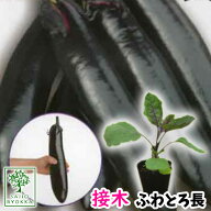 【☆】ナス 茄子 ふわとろ 接木苗 1POT【おすすめ】【人気品種】【苗】【納期指定不可】★☆★接木★☆★