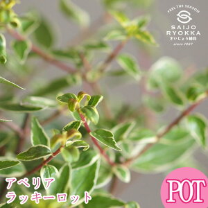 yԕczAxA bL[bgyϊΒ؁z