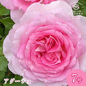 予約バラ苗 京成バラ園 コルデス アダージョ 大苗 7号鉢 ピンク系 薔薇苗 ばら苗 バラ 苗 鉢植え【送料無料 北海道沖縄発送不可】