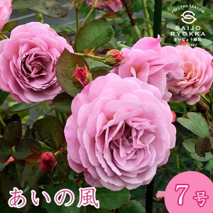 \oc o ̕ ̂ c 7 KNc ΂c o c Ay kCꔭsz