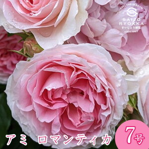 \oc o CA A~ }eBJ c 7 nɃsN̐F̂ CL KNc ΂c o c Ay kCꔭsz