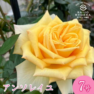 予約バラ苗 京成バラ園 メイアン アンソレイユ 大苗 7号鉢 黄色系 HT 薔薇苗 ばら苗 バラ 苗 鉢植え【送料無料 北海道沖縄発送不可】