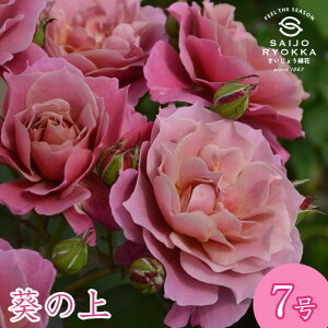 \oc TIGeBX ̏ ̂ c 7 KNc ΂c o c Ay kCꔭsz