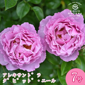 予約バラ苗 デルバールアレキサンドラ ダビッド ニール 大苗 7号鉢 ピンク系 SCL 薔薇苗 ばら苗 バラ 苗 鉢植え【送料無料 北海道沖縄発送不可】