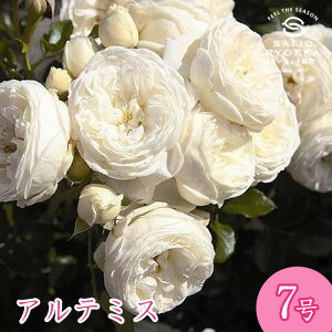 \oc o ^^E Ae~X c 7 n CL KNc ΂c o c Ay  kCꔭsz