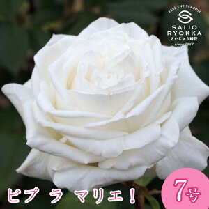 \oc o CA ru  }G c 7 n HT KNc ΂c o c Ay  kCꔭsz