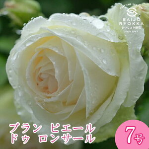 \oc o CA u sG[ hD T[ c 7 n CL KNc ΂c o c Ay kCꔭsz