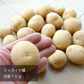 ジャガイモの種 秋植えジャガイモ 種芋 出島（デジマ でじま） じゃがいも 優良種芋 1kg 【予約】【玉サイズは不明】【充填時】お一人様1kgまで