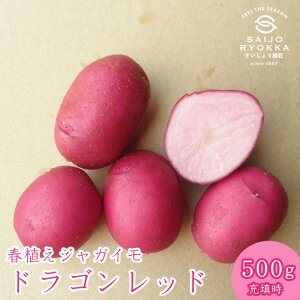 �y�݌Ɍ���z�h���S�����b�h �W���K�C�� ��� 500g �t�A���W���K�C���̎���y�[�U���z�y2�������׎��您�͂��\��z