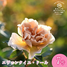 予約バラ苗 河本バラ園 エバンタイユ ドール 大苗 7号鉢 茶色系 POT HT 薔薇苗 ばら苗 バラ 苗 鉢植え【送料無料 北海道沖縄発送不可】