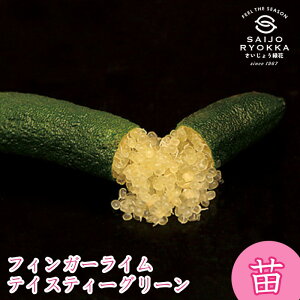 tBK[C eCXeBO[  ꔭs [J[