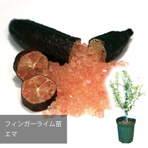 tBK[C G} EMMA  ꔭs [J[