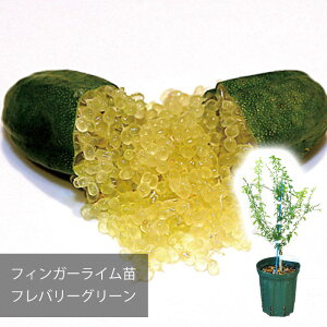 y[J[ztBK[C to[O[ c  ꔭs ytBK[CWpz