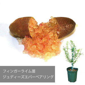 tBK[C WfB[YGo[xAO  ꔭs [J[