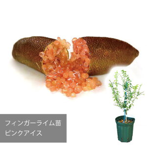 【メーカー直送】フィンガーライム ピンクアイス 苗 送料無料 沖縄発送不可