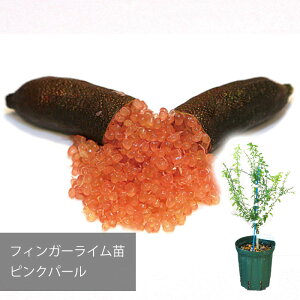 【メーカー直送】フィンガーライム ピンクパール 苗 送料無料 沖縄発送不可 【フィンガーライムジャパン】