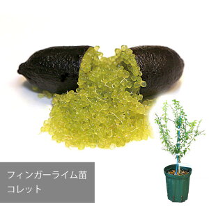 y[J[ztBK[C Rbg c  ꔭs ytBK[CWpz