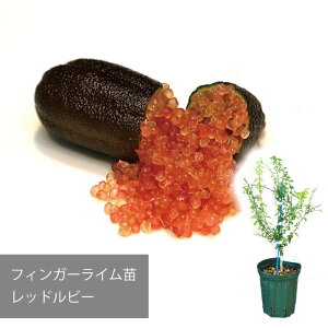 �y���[�J�[�����z�t�B���K�[���C�� ���b�h���r�[ �c �������� ���ꔭ���s�� �y�t�B���K�[���C���W���p���z