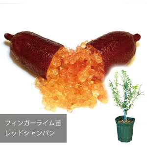 y[J[ztBK[C bhVp c  ꔭs ytBK[CWpz