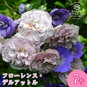 予約バラ苗 ギョー フローレンス デルアットル 大苗 7号鉢 紫系 SCL 薔薇苗 ばら苗 バラ 苗 鉢植え【送料無料 北海道沖縄発送不可】