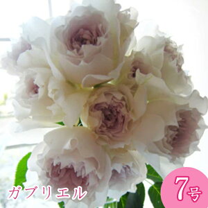予約バラ苗 河本バラ園 ガブリエル ヘブンシリーズ 大苗 7号鉢 白系 POT 薔薇苗 ばら苗 バラ 苗 鉢植え【送料無料 北海道沖縄発送不可】