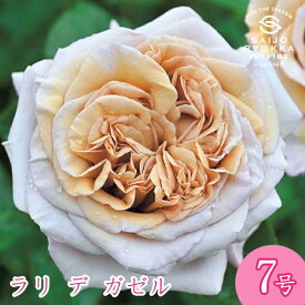 予約バラ苗 デルバール ラリ・デ・ガゼル 大苗 7号鉢 ブラウン系 POT 薔薇苗 ばら苗 バラ 苗 鉢植え【送料無料 北海道沖縄発送不可】