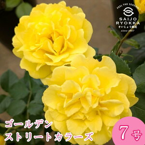 \oc o CA S[f Xg[g J[Y c 7 KNc ΂c o c Ay kCꔭsz