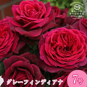 予約バラ苗 京成バラ園 コルデス グレーフィン ディアナ 大苗 7号鉢 赤系 HT 薔薇苗 ばら苗 バラ 苗 鉢植え【送料無料 北海道沖縄発送不可】