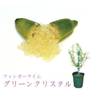 y[J[ztBK[C O[NX^ c  ꔭs ytBK[CWpz